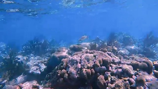 小绿海龟宝宝在加勒比海靠近阿库马尔湾-里维埃拉玛雅/科苏梅尔，金塔纳罗奥，墨西哥视频素材