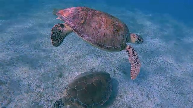 两只绿海龟在加勒比海边靠近阿库马尔湾-里维埃拉玛雅/科苏梅尔，金塔纳罗奥，墨西哥视频素材