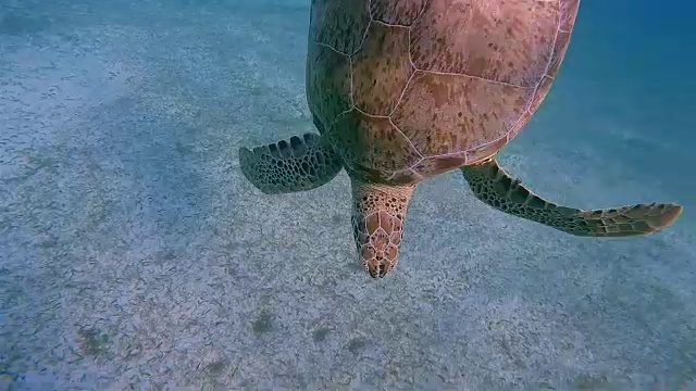 绿色海龟游泳在加勒比海附近的阿库马尔湾-里维埃拉玛雅/科苏梅尔，金塔纳罗奥，墨西哥视频素材
