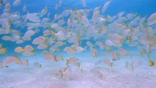 一群黄色鲷鱼在加勒比海-伯利兹堡礁/龙涎香礁视频素材