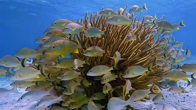 美丽的珊瑚礁上的海洋生物和黄色的鲷鱼在加勒比海的Hol Chan海洋保护区-伯利兹堡礁/龙诞礁视频素材