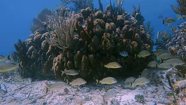 美丽的珊瑚礁上的海洋生物和鲷鱼在加勒比海的Hol Chan海洋保护区-伯利兹堡礁/龙涎香礁视频素材