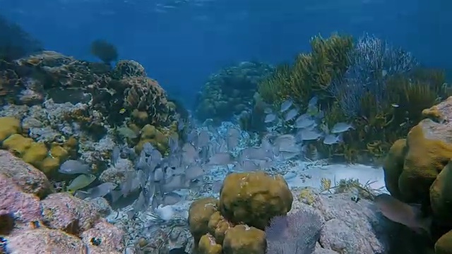 加勒比海Hol Chan海洋保护区珊瑚礁上的海洋生物和鲷鱼-伯利兹堡礁/龙诞礁视频素材