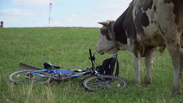 牛在草坪上嚼着、摆着姿势、沉思着视频素材