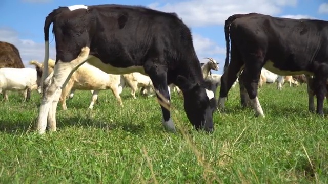 牛在草坪上嚼着、摆着姿势、沉思着视频下载