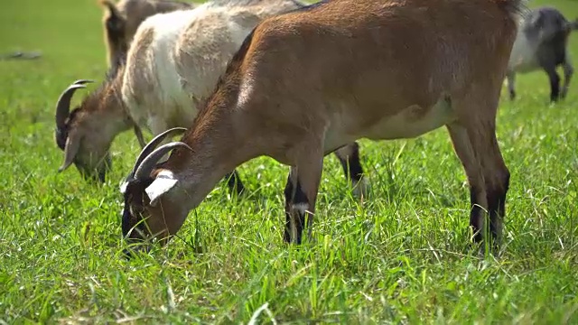 这只山羊在草坪上嚼着、摆着姿势、沉思着视频素材
