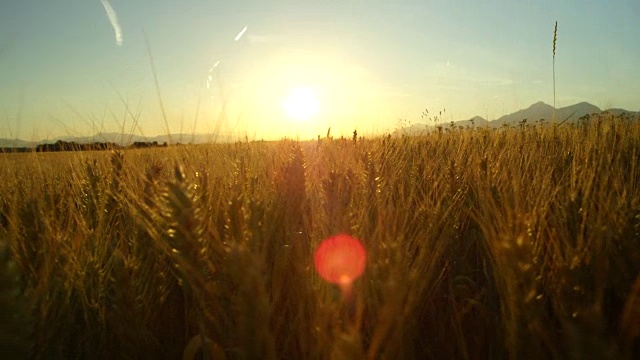 近距离观察令人惊叹的黄色麦田在托斯卡纳田园诗风景在日出视频素材