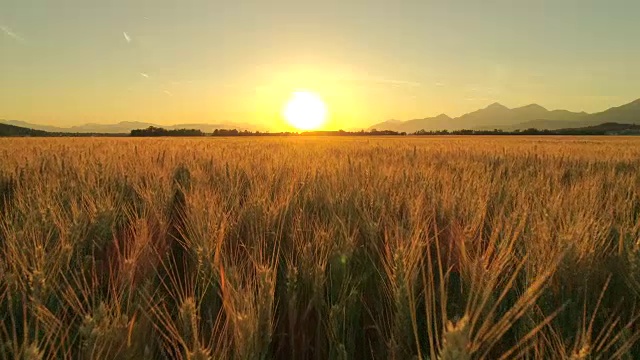 航拍:意大利风景秀丽的托斯卡纳，金色的夕阳照在广阔的麦田上视频素材