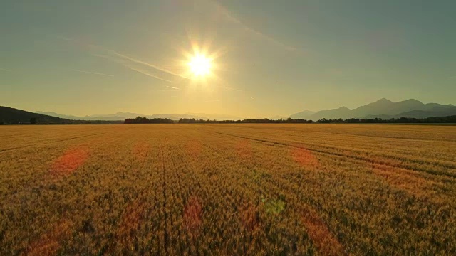 天线:阳光明媚的傍晚，田园诗般的乡村里美丽的麦田景色视频素材