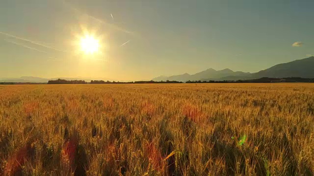 天线:阳光明媚的金色早晨，田园诗般的山野上的麦田视频素材
