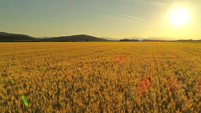 AERIAL:一望无际的麦田，金色的日出，田园诗般的农业景观视频素材