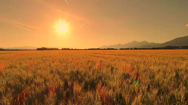 航拍:在田园诗般的乡村，穿过一望无际的金色麦田的车辙路视频素材