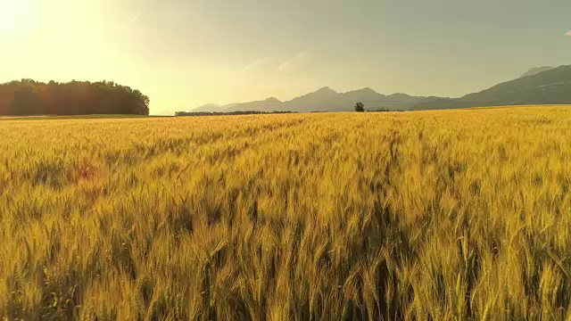 空中，镜头光晕:金色的麦田在多风的山区乡村摇曳视频素材