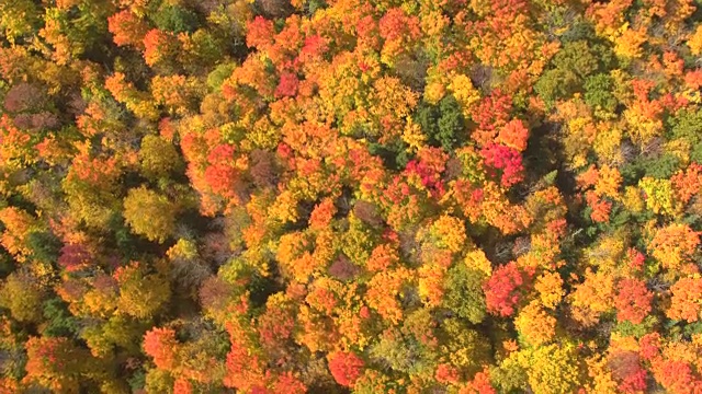 空中俯瞰:在阳光明媚的秋日森林中，在色彩斑斓的树木之上飞行视频素材