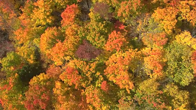 空中俯瞰:在阳光明媚的秋日森林中，在令人惊叹的黄色树木上方飞行视频素材