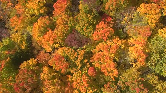 空中近距离从上到下:在阳光明媚的秋天森林里，在旋转的树木上方飞行视频素材