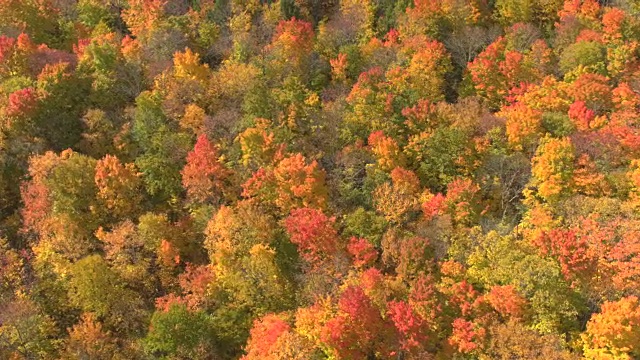 低空飞行在美丽的阳光明媚的秋天森林中，在色彩斑斓的树木之上视频素材