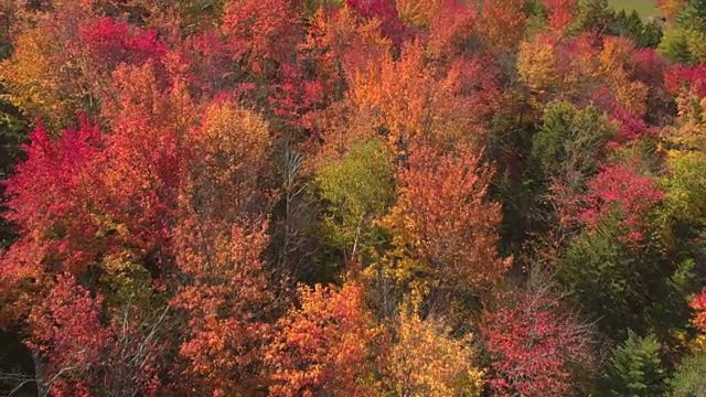 空中近距离拍摄:在秋天的森林里，飞过五彩缤纷的树叶视频素材