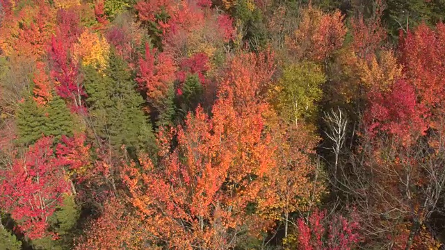 空中特写:树叶在多彩的秋天森林中变成红色和黄色视频素材