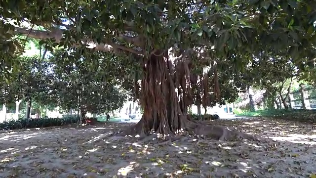 老树根和花园里的阳光视频下载
