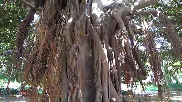 老树根和花园里的阳光视频素材
