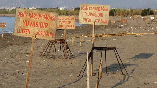 土耳其红海龟筑巢区视频下载