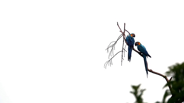 清晨，两只金刚鹦鹉站在树枝上。视频下载