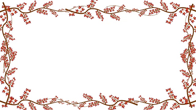 一棵生长在白色背景上的枫树的枝叶视频素材