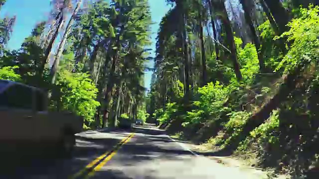 加州红杉国家公园视频素材