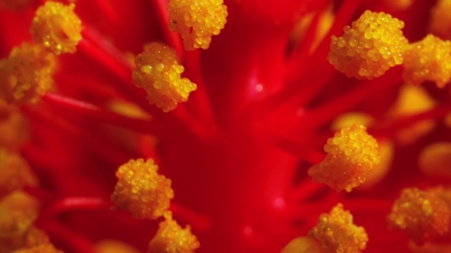 芙蓉花的花粉随着时间流逝而出现视频下载