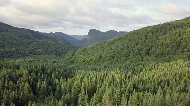 夏季北方自然森林鸟瞰图视频素材