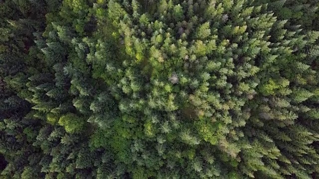 夏季北方自然森林鸟瞰图视频素材
