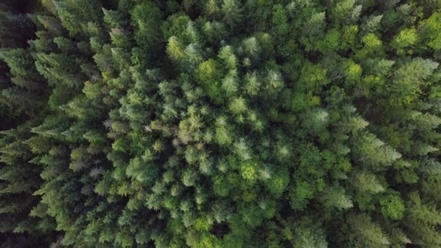 夏季北方自然森林鸟瞰图视频下载