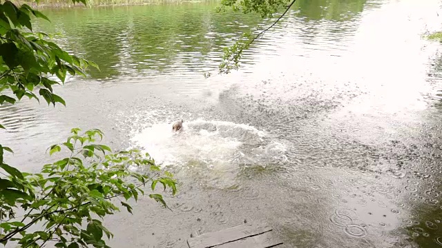 柯利犬带着小女孩跳进河里视频素材
