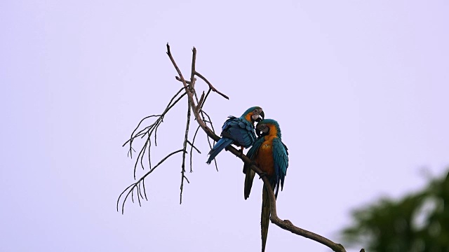 清晨，两只金刚鹦鹉站在树枝上。视频下载