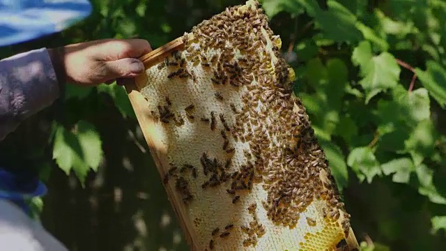 养蜂人的手拿着一个装着蜂蜜的架子，上面坐着许多蜜蜂视频购买