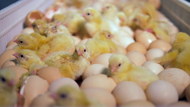在家禽、养鸡场刚孵出小鸡。4 k。视频素材