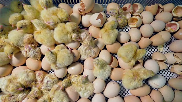 在家禽饲养场刚孵出的雏鸡。前视图。4 k。视频素材