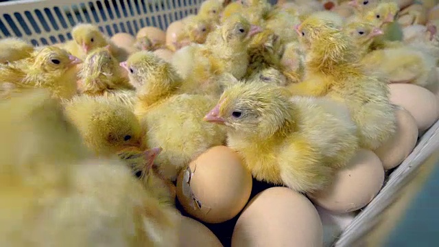 拥挤可爱的小鸡刚从孵化器孵出来。4 k。视频素材