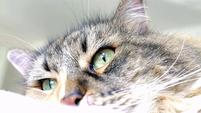宏观特写的缅因猫的眼睛环顾和眨眼视频素材