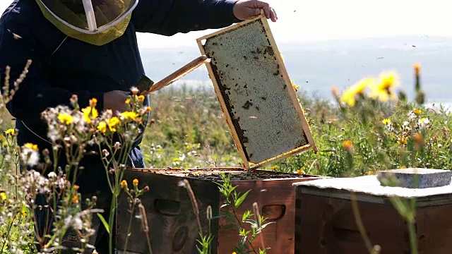 养蜂人工作和检查蜂巢视频素材
