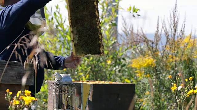 养蜂人工作和检查蜂巢视频素材