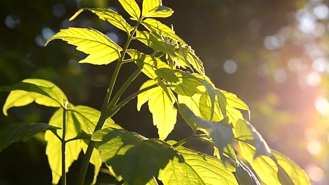绿色的灌木叶在日落，黎明特写视频下载