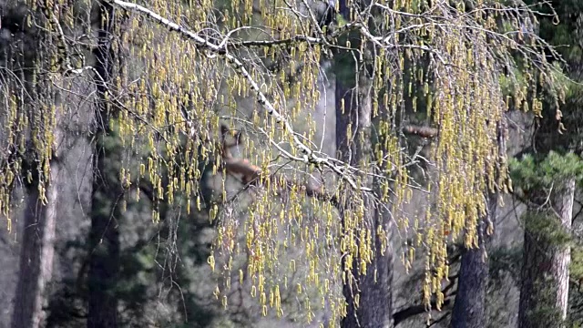 黄桦在风中枝上发芽视频素材