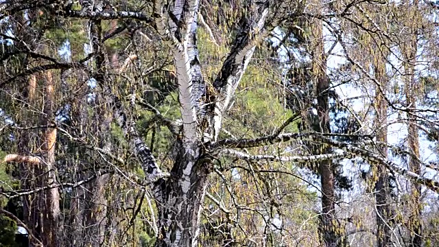 白桦树的树干，春天的枝头上长出嫩芽视频素材