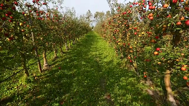 果园里的红苹果，镜头视频下载