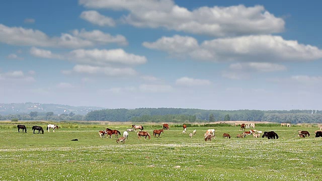 牧场上的马、牛和驴视频素材