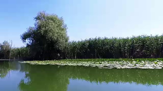 多瑙河三角洲森林湿地动态视频素材
