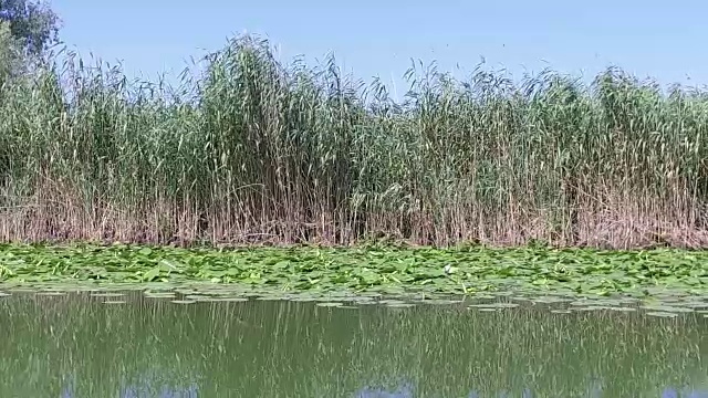 多瑙河三角洲湿地正在运动视频素材