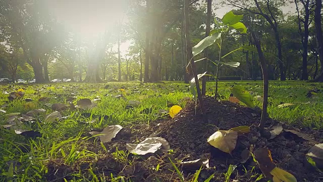 阳光在秋天的树木在曼谷，泰国公园的视频。视频素材